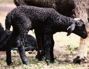 بره قره گل.jpg